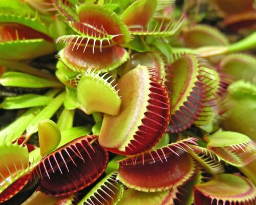 Carnivorous Plant | Description &amp; Facts | Britannica