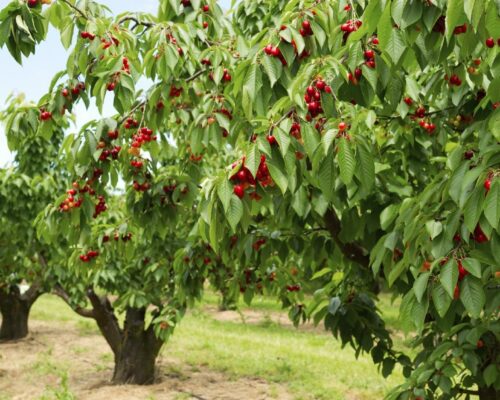 Cherry Tree Types - What Are Some Common Varieties Of Cherry Trees