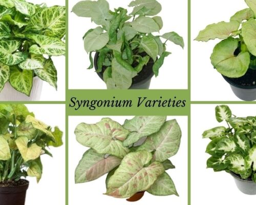 Top 42 Syngonium Varieties With Names // Best Types Of Syngonium //  Arrowhead Vine Collection